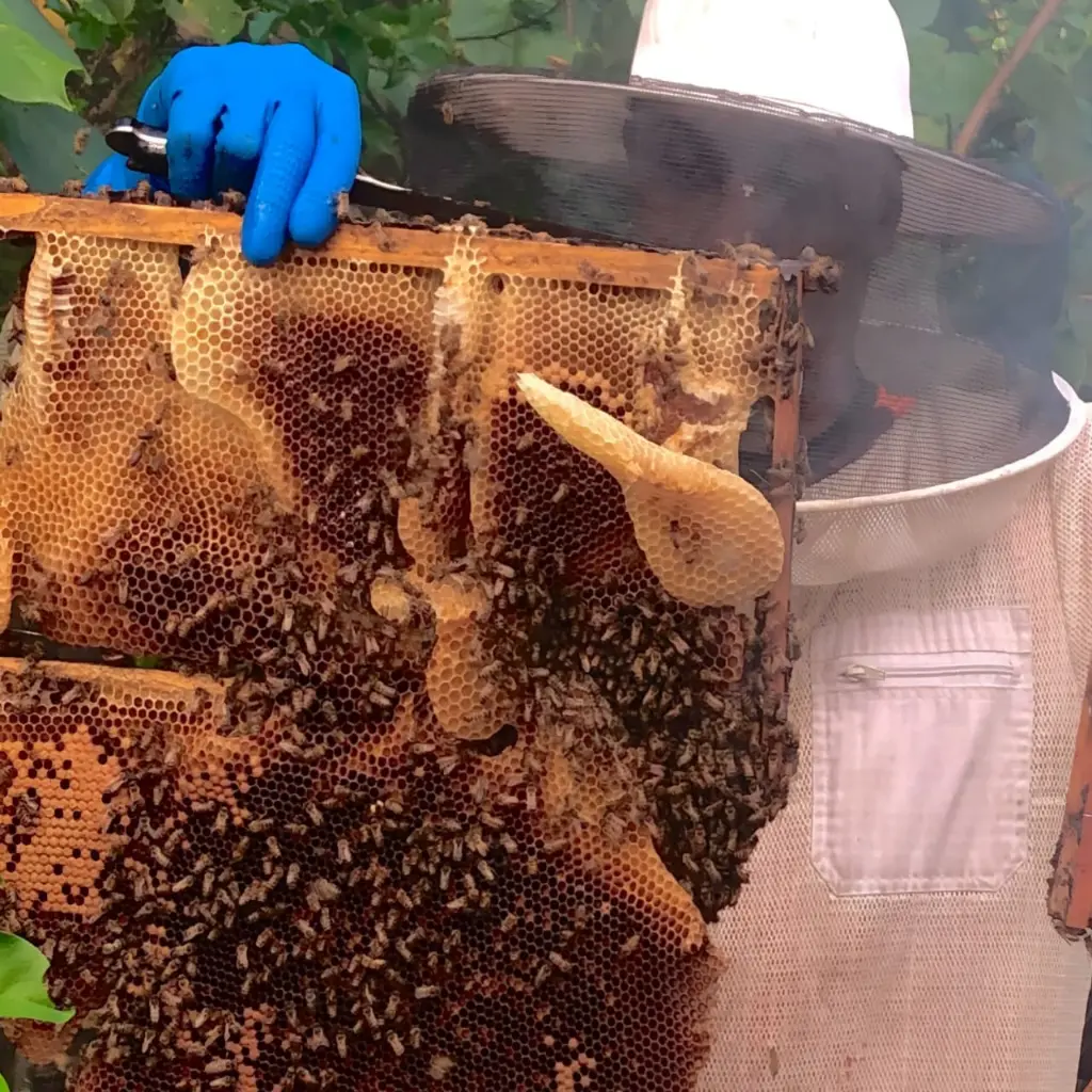 WhatsApp Image 2025-08-29 at 1.16.01 PM (1).webp