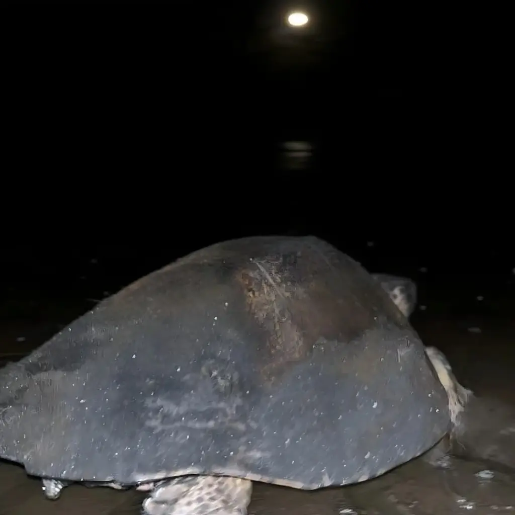 WhatsApp Image 2025-08-31 at 1.25.45 AM (1).webp