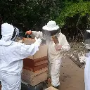 Tour apicola miel de mangle - Isla Cañas