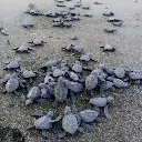 Avistamiento y liberación de tortugas - Isla Cañas 