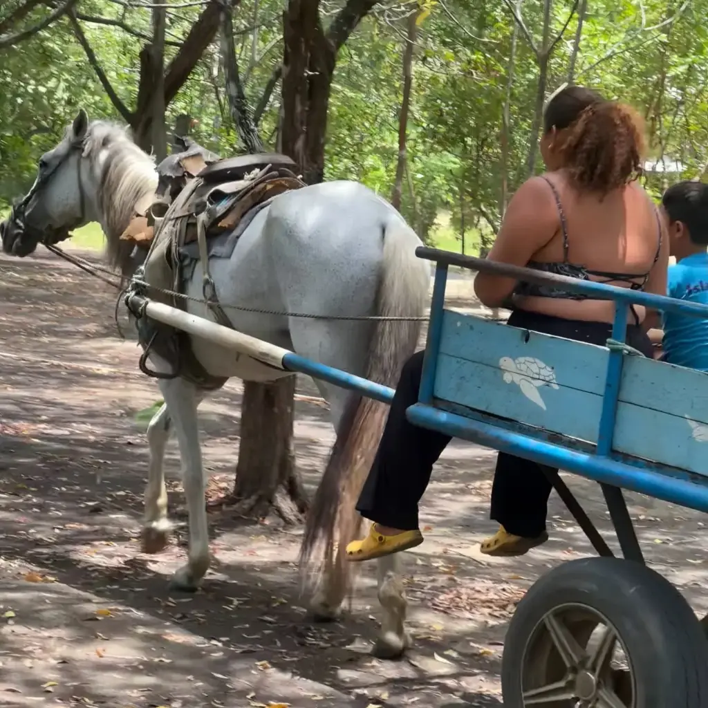 Tour en carreta tradicional - Isla Cañas