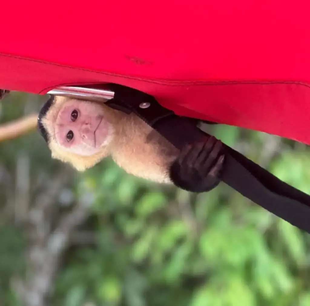 Isla de los Monos Lago Gatún