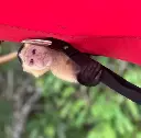 Monkey Island Gatun Lake 
