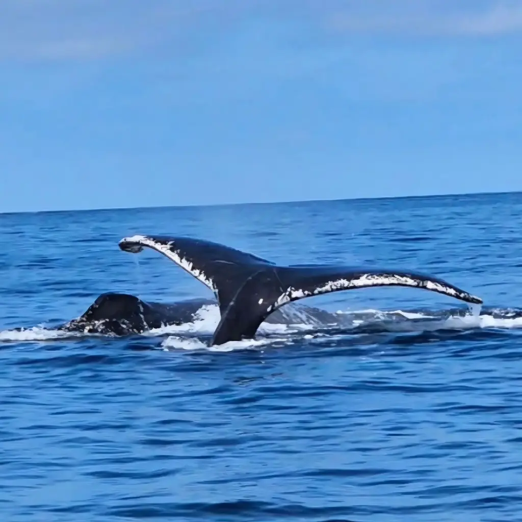 Avistamiento de Ballenas
