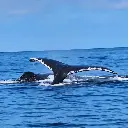 Whale Watching